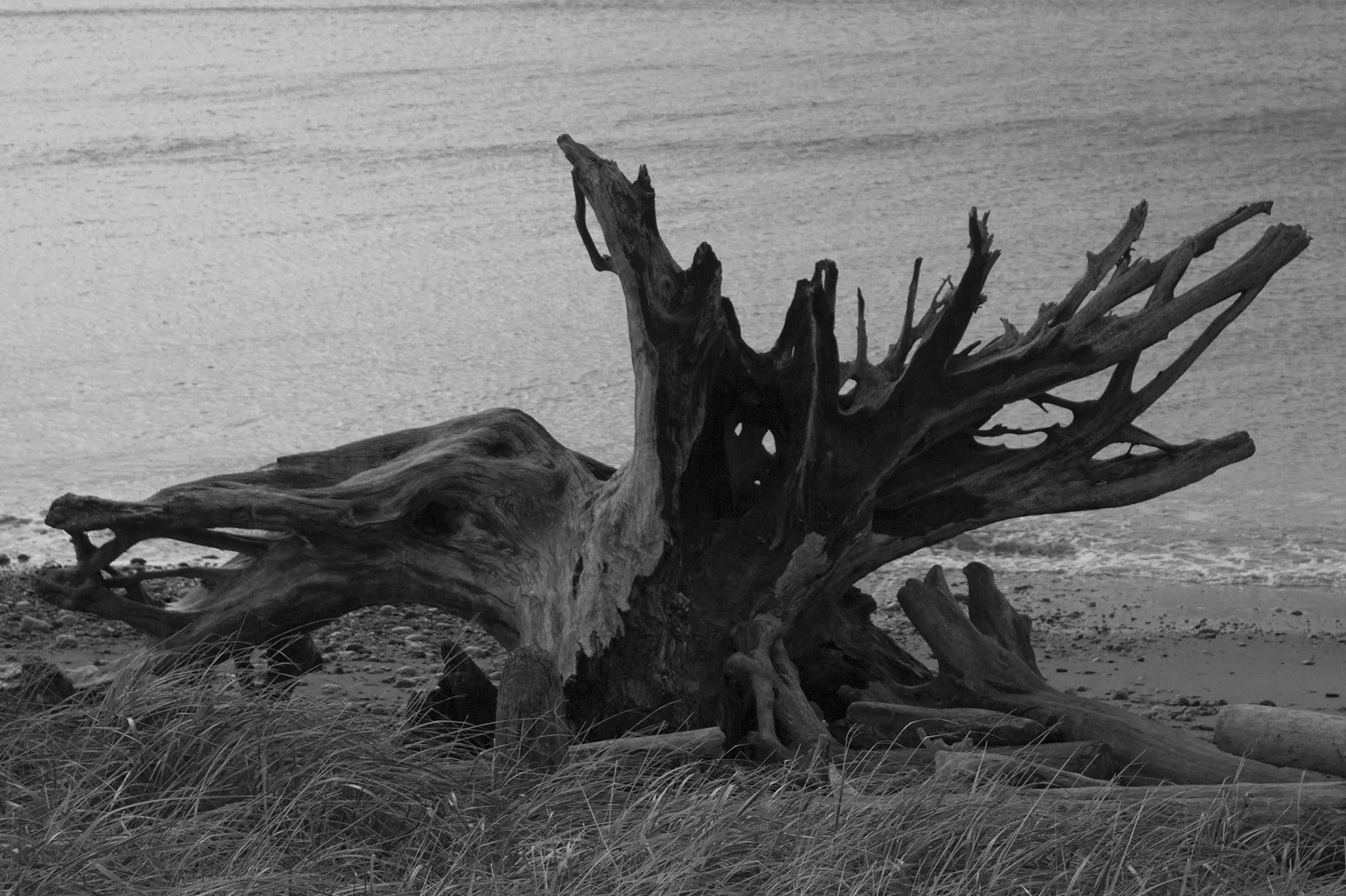 B&W photo Driftwood